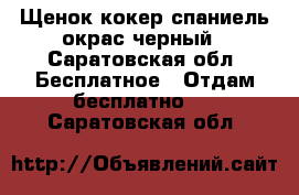 Щенок кокер-спаниель,окрас черный - Саратовская обл. Бесплатное » Отдам бесплатно   . Саратовская обл.
